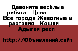 Девонята весёлые ребята › Цена ­ 25 000 - Все города Животные и растения » Кошки   . Адыгея респ.